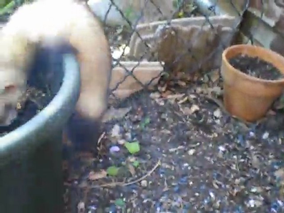 Bibop (furet à adopter - chez  " furet et compagnie"