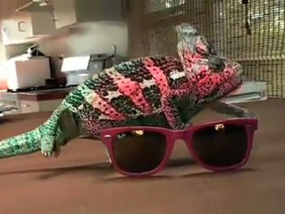 Ol'Optic : Publicité Lunettes de soleil Ray Ban : Never Hide - Super Chameleon