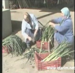 Sebzelerin Hasat ve Depolanması - etarim.net