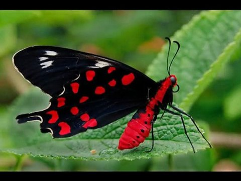 Frederic CHOPIN Waltz in A minor