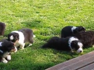 Bébés Balzane 4 semaines