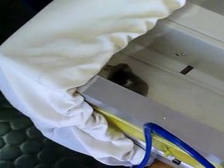 Premier essai avec souris