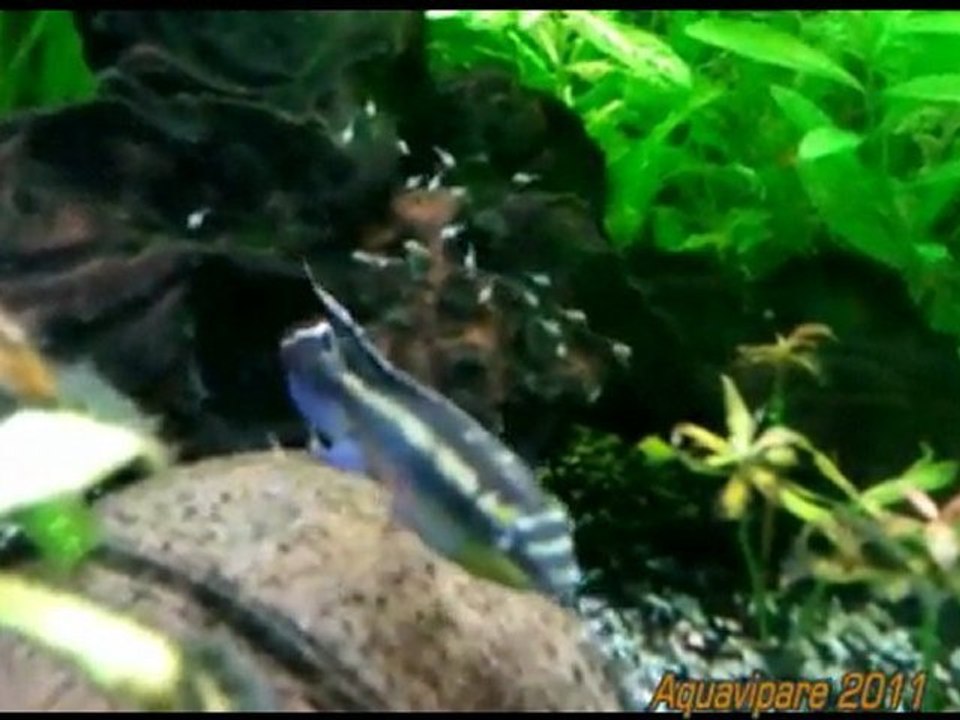 petits pelmato avec les parents