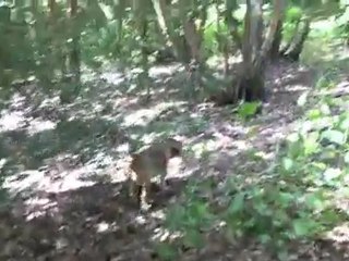 Beagle Playing , Beagles are Boss