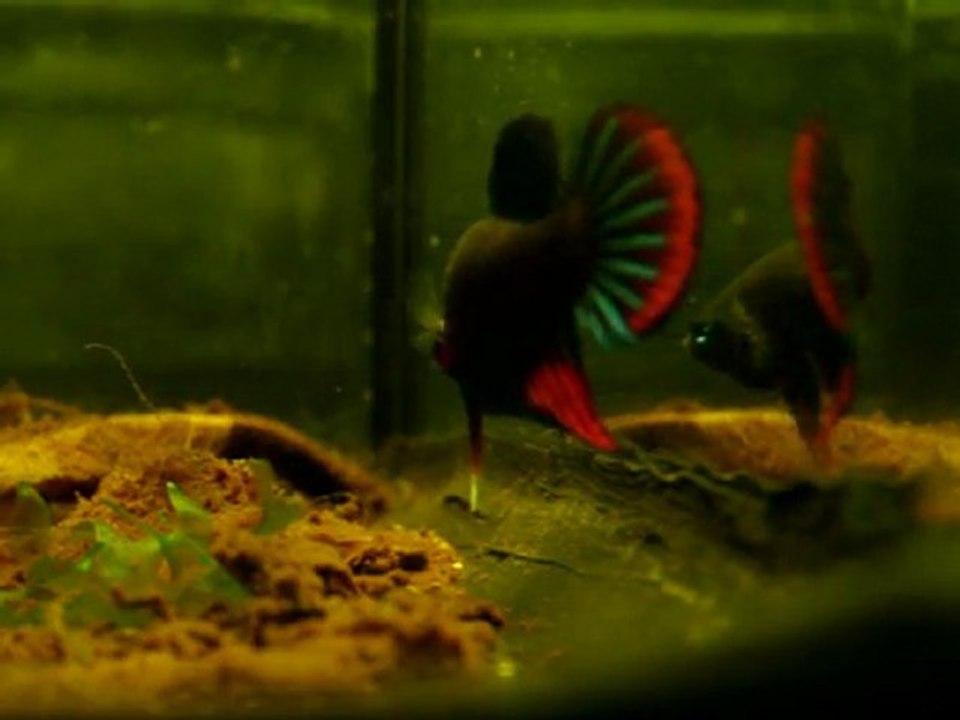 betta quoi?
