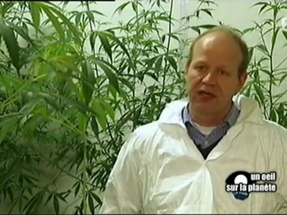 Et si on légalisait le cannabis ? 4/6