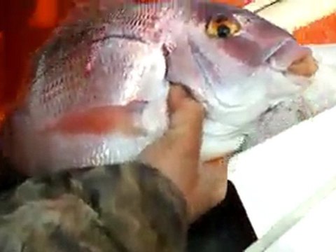 Saim Güneş mercan avı