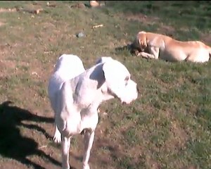 Bulma le 14.03.2010 2 jours après son arrivée a la maison.