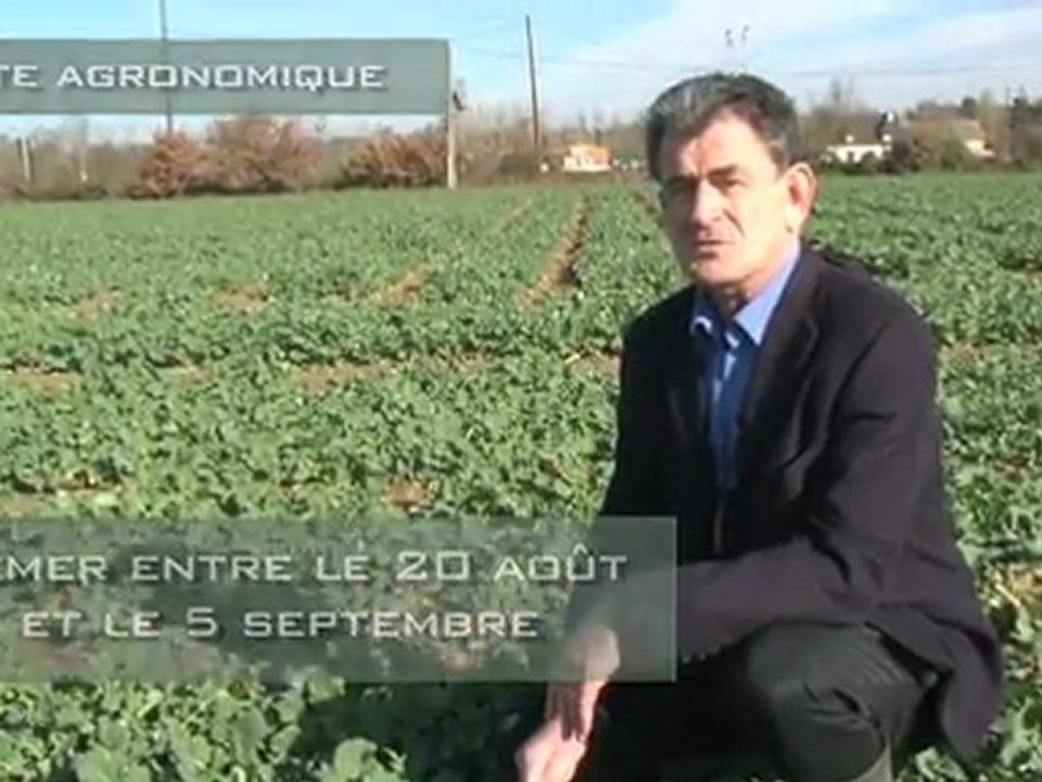 Phoma du colza : conseils de lutte et alternance