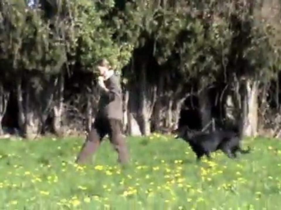 Calypso, chienne beauceron en concours troupeau