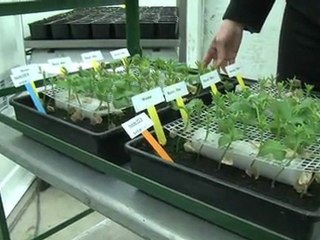 Phoma du colza : les resistances varietales