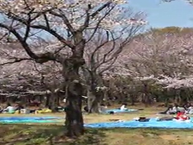 Ohanami (picnic sous les cerisiers en fleurs) à Yoyogi