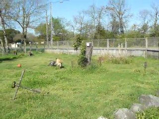 BRAQUE ALLEMAND ET GOLDEN RETRIEVER EN JEUX