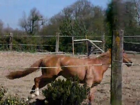 Topaze du laynier / 6.04.11 / Mylord Carthago x Sioux de baugy