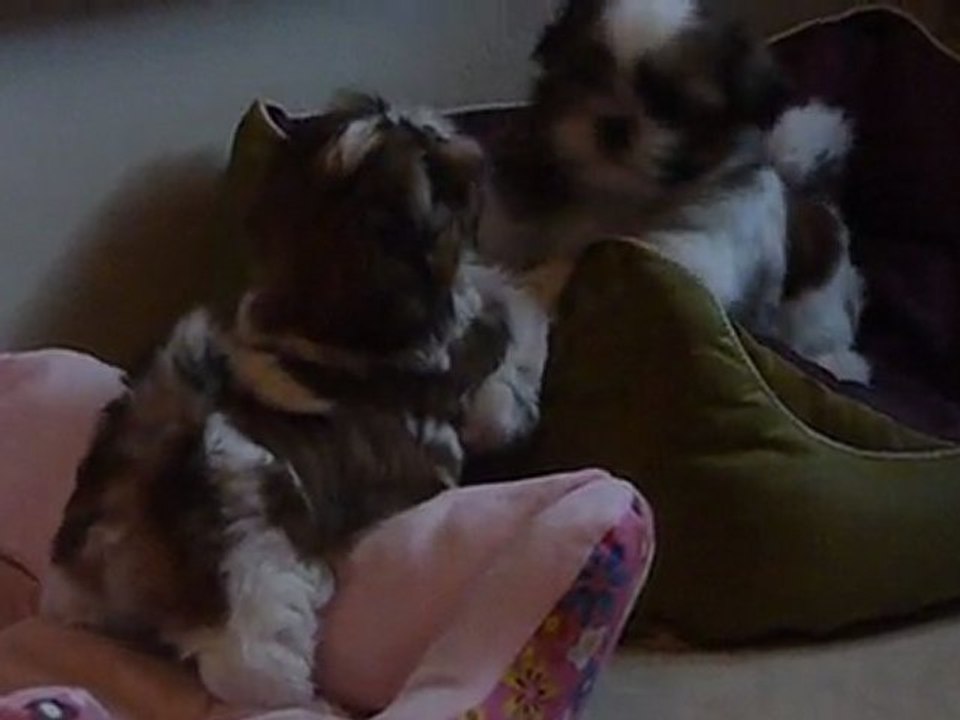 Fight ! girls are 7 weeks