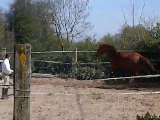 Tequila du riou / 6.04.11 / Drakar des hutins x Saphir d'elle (2)