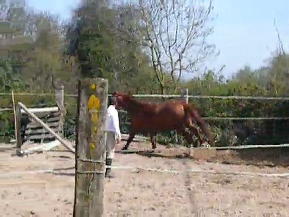 Tequila du riou / 6.04.11 / Drakar des hutins x Saphir d'elle (3)