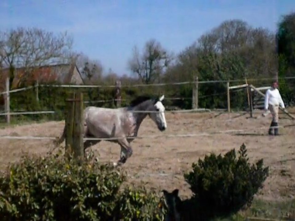 Taylor du lasnier / 6.04.11 / Laurier de here x Hurlevent Pironière (2)