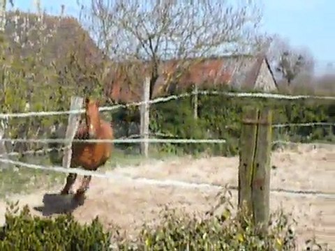 Topaze du laynier / 6.04.11 / Mylord Carthago x Sioux de baugy (2)