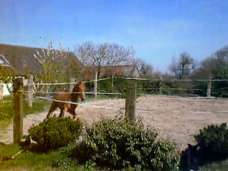 Topaze du laynier / 6.04.11 / Mylord Carthago x Sioux de baugy (3)