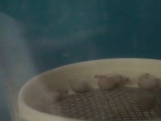 FRONTOSA BLUE ZAİRE KAPAMPA YUMURTALARI 07.04.2011  SAAT: 15:30