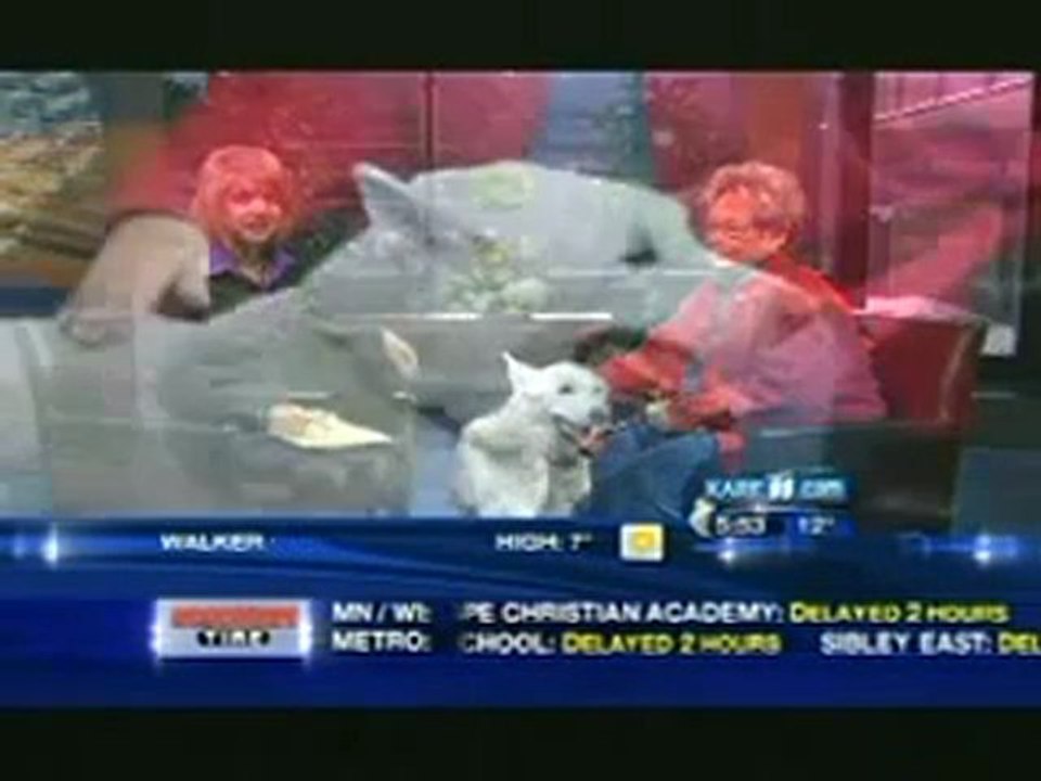 Senior Citizens Adopting Senior Abandoned Pets