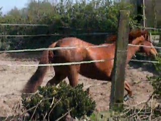 Tequila du riou / 6.04.11 / Drakar des hutins x Saphir d'elle (4)