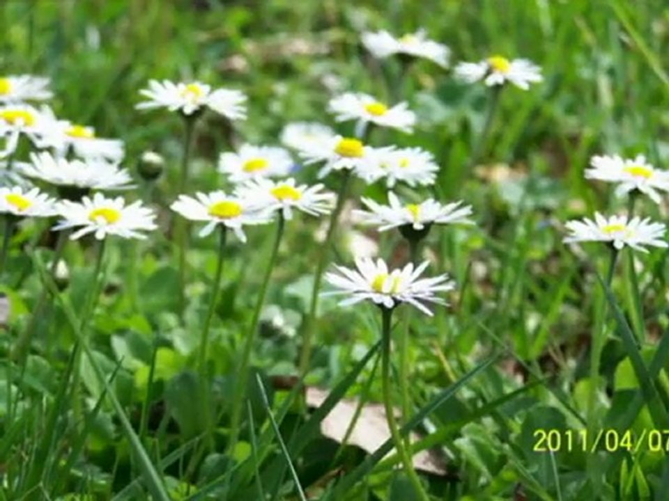 2011-04-07 - Dame Nature en fleurs