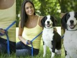 The best collars for dog and pet