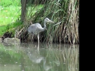 Pêche du heron cendré