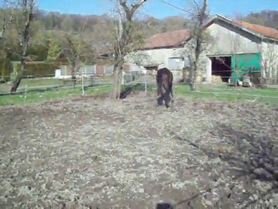 Vanina des Charmes 2 ans en liberté au paddock