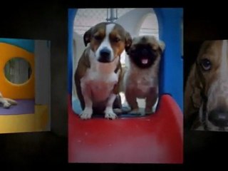 Animoto [Smal Business] Professional PROMO CODE: a_aryobpxf