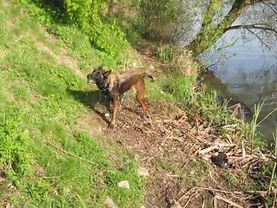 Baignade pour Urka au lac du héron