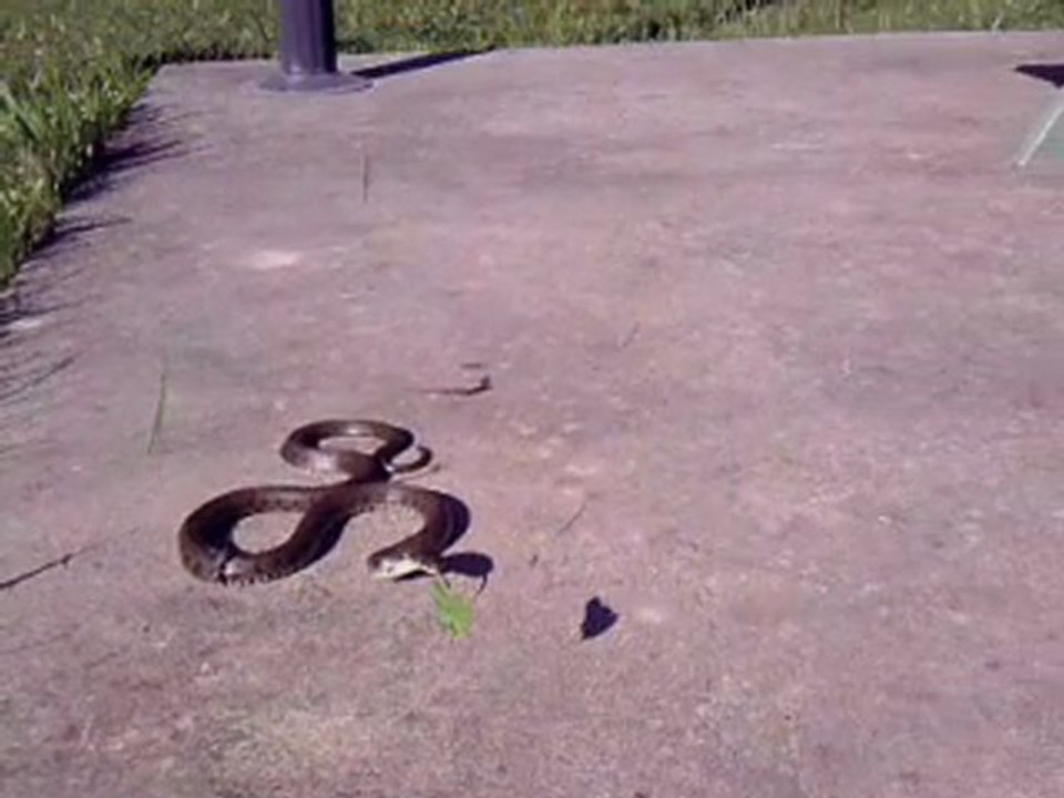 Serpent (couleuvre a collier)