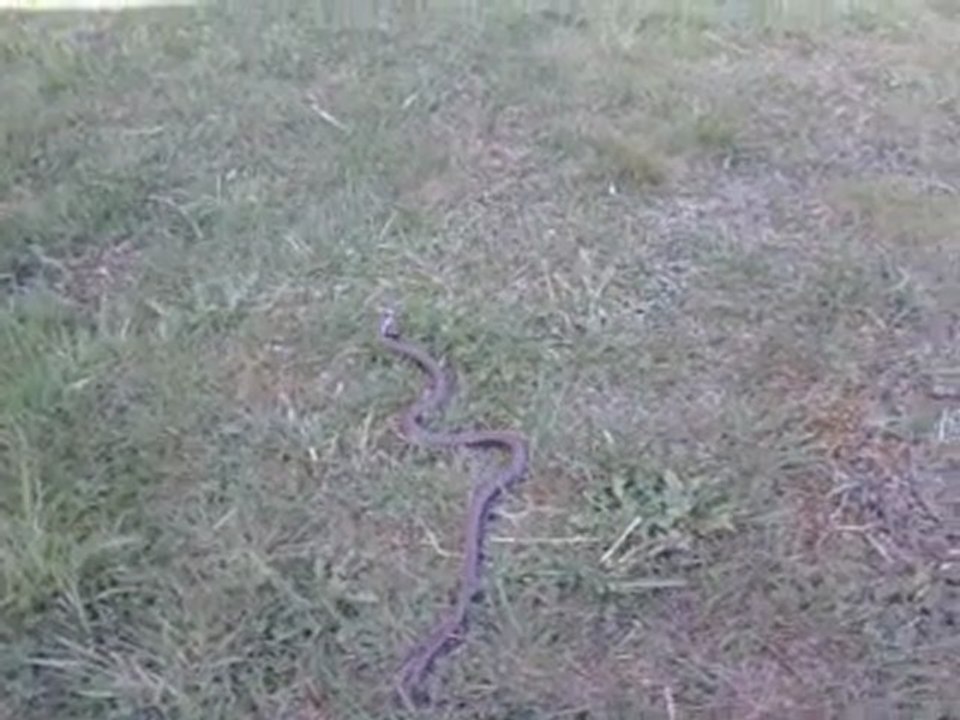 serpent (couleuvre a collier) 2