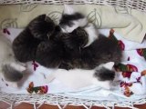 Photos & Videos of Eight Kittens