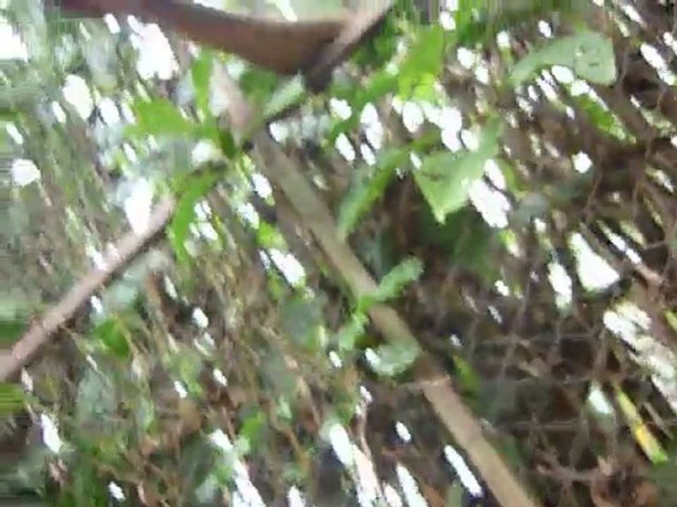 Attaque du ara sauvage en milieu hostile