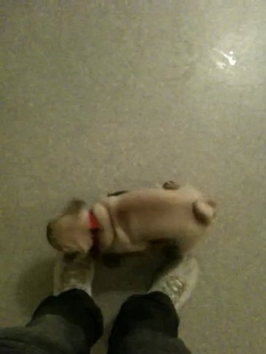 guizmo se defoule sur une pantoufle chien !!!!