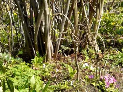 Lundi 28 Mars 2011 Chats & Sculptures-Vivantes