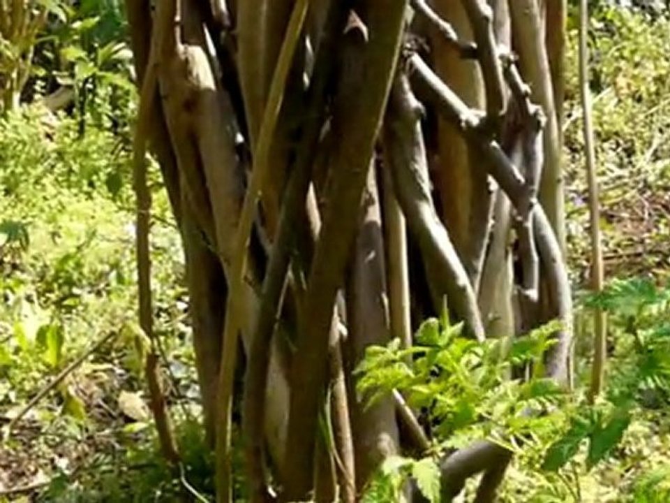 Lundi 28 Mars 2011 Sculptures-Vivantes & Fleurs