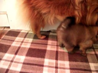 Chiots De Deesse 2011