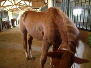 Ubaldine réclame un pansage !