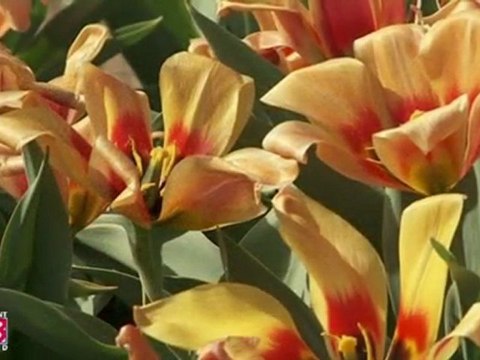 Le Jardin Botanique et ses merveilles...