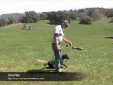 Best Hunt Dog Training San diego