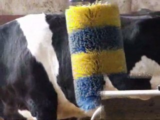 OTOMATİK HAYVAN KAŞIMA FIRÇASI