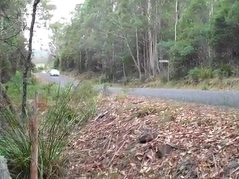 Race Cars - Targa Tasmania Stage