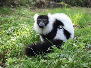 Zoo de Maubeuge : Le déjeuner des lémuriens