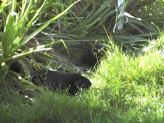 les lapins au jardin
