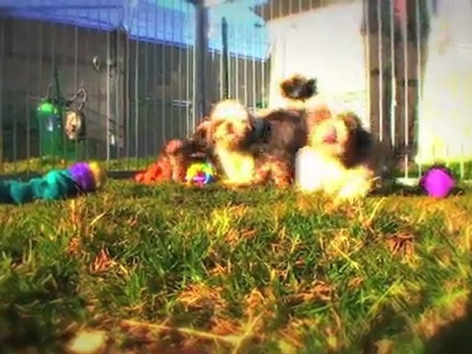 Pension canine - Mérignac – Gironde