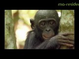 En coulisses avec : le réalisateur de Bonobos